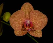 Phal. Unknown